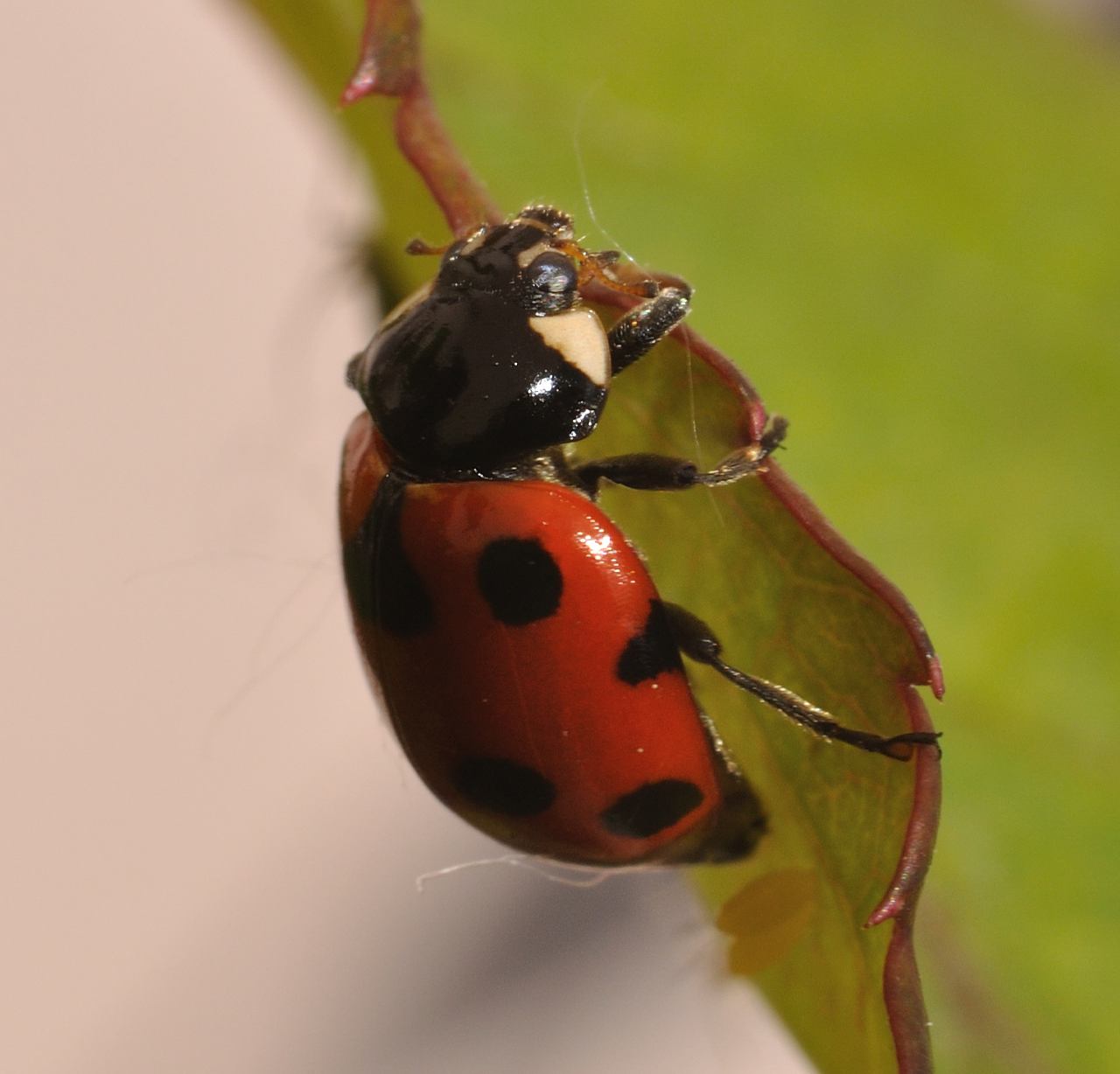 Coccinella rossa macchie nere